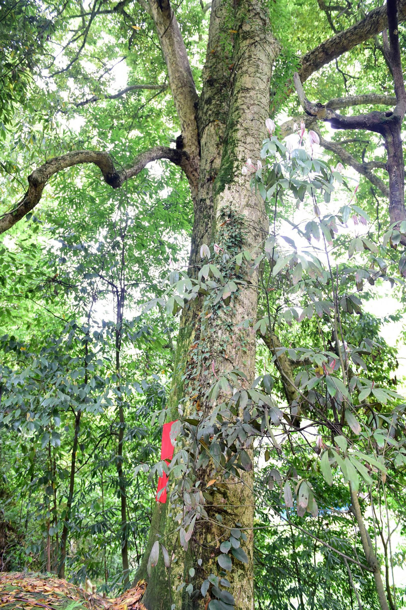 湖北小巷美食秘境探索之旅